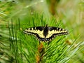 Anise Swallowtail Butterfly, Shasta-Trinity National Forest, Northern California Royalty Free Stock Photo